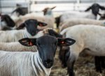 Jak se žije na ovčí farmě? Den začíná i končí ve chlévě