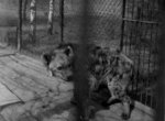 Legendy ostravské zoo: Hyena, která utekla a žila v Beskydech