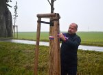 Unikátní alej v Radkově ožívá díky novým stromům