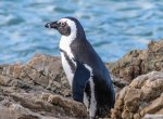 V ostravské zoo by mohla vzniknout expozice pro tučňáky