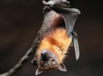 V areálu ostravské zoo je devět druhů volně žijících netopýrů, odhalil výzkum