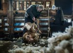 Z manažera cestujícího po světě k ovcím na farmu do Beskyd