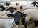 Jak se žije na ovčí farmě? Den začíná i končí ve chlévě