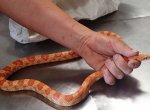 Rodinu vyděsil exotický had, který se připlazil na zahradu