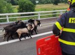 Osm kozlů se vydalo po dálnici z Ostravy do Olomouce. V cestě jim zabránili hasiči