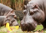 V Ostravě v 51 letech uhynul hroch Honza, nejstarší obyvatel zoo