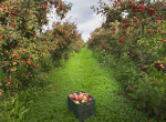 Špatná zpráva: V Moravskoslezském kraji ubylo 40 procent ploch ovocných sadů