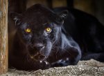 Ve zlínské zoo otevřeli unikátní Jaguar Trek. Expozici, ve které jaguáři budou i lovit
