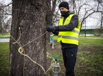 Ostrava za dva miliony korun ochrání stromy proti klíněnce jírovcové