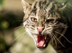 Nejdelší transport v historii ostravské zoo: Kočka rybářská odjela na Nový Zéland
