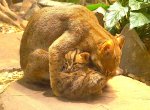 Zoo Ostrava má nové přírůstky, mláďata kočky cejlonské