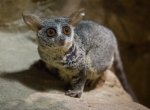 V ostravské zoo přišla na svět dvě mláďata poloopic komb ušatých