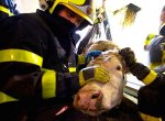 Kráva spadla do jímky, hasiči sestrojili kladkostroj, aby ji zachránili