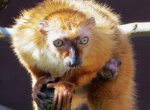 Osm let čekání se vyplatilo: V ostravské zoo se narodil vzácný lemur Sclaterův
