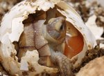 Ostravská zoo má mláďata suchozemských želv. A líhnou se další