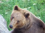 Medvědice Ema odešla z Beskyd na Slovensko a zničila obojek, který ji sledoval