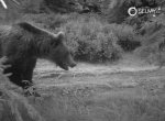 U obce Ostravice v Beskydech lidé údajně spatřili medvěda