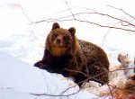 ​Medvědice Ema je na Slovensku, možná se ale vrátí do Beskyd. S medvíďaty