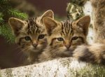 V ostravské zoo se narodila mláďata koček divokých i rysů karpatských