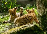 V Zoo Ostrava se narodila dvě mláďata servalů