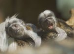 V ostravské zoo se narodila mláďata ohrožených tamarínů pinčích
