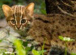 V Zoo Ostrava se narodily dvě vzácné kočky cejlonské