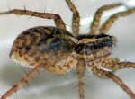 Objev: tenhle pavouk slíďák žije na Opavsku, zoologové jsou nadšeni, v Česku nikde není
