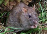 Akce Krysař: tři tuny návnad proti potkanům