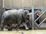 Sloní samička Rashmi z ostravské zoo dnes slaví páté narozeniny