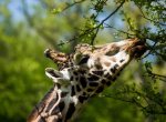 ​V Zoo Ostrava uhynul žirafí senior. Měl 22 let a 7 dětí