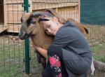 ​V Ostravě se otevírá ojedinělá školka se zvířaty