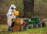 Moravskoslezský kraj rozdělí mezi včelaře dva miliony korun
