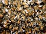 ​Vrtulník záchranářů v sobotu dvakrát zasahoval u žen pobodaných včelami