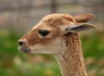 V ostravské zoo se zabydlel nový druh. Z Německa dorazily divoké lamy vikuně