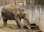 Ostravská zoo drží noční hlídky. Slonice Vishesh čeká třetí slůně!