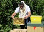 Louka na bývalé skládce se stala útočištěm pro včely