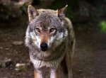 V Beskydech a Jeseníkách přibývá vlků. Kraj přispěje hospodářům na ochranu stád
