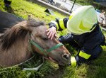 Kůň se záhadně dostal z ohrady a spadl do jímky. Zachránili ho hasiči