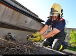 Kuriózní zásah hasičů: Zachránili hnízdo mladých kavek, jejich rodiče přitom na ně útočili