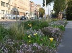 Stříbrné léto do ostravských ulic: zanedbanou trávu nahradí trvalkové záhony