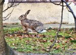 V Ostravě se zabydlel nový živočišný druh, zajíc popelnicový