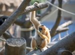 Ostravská zoo má dva nové výběhy pro makaky a gibony